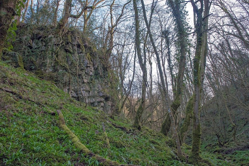 Semi-natural Deciduous Woodland - © Charles Hipkin