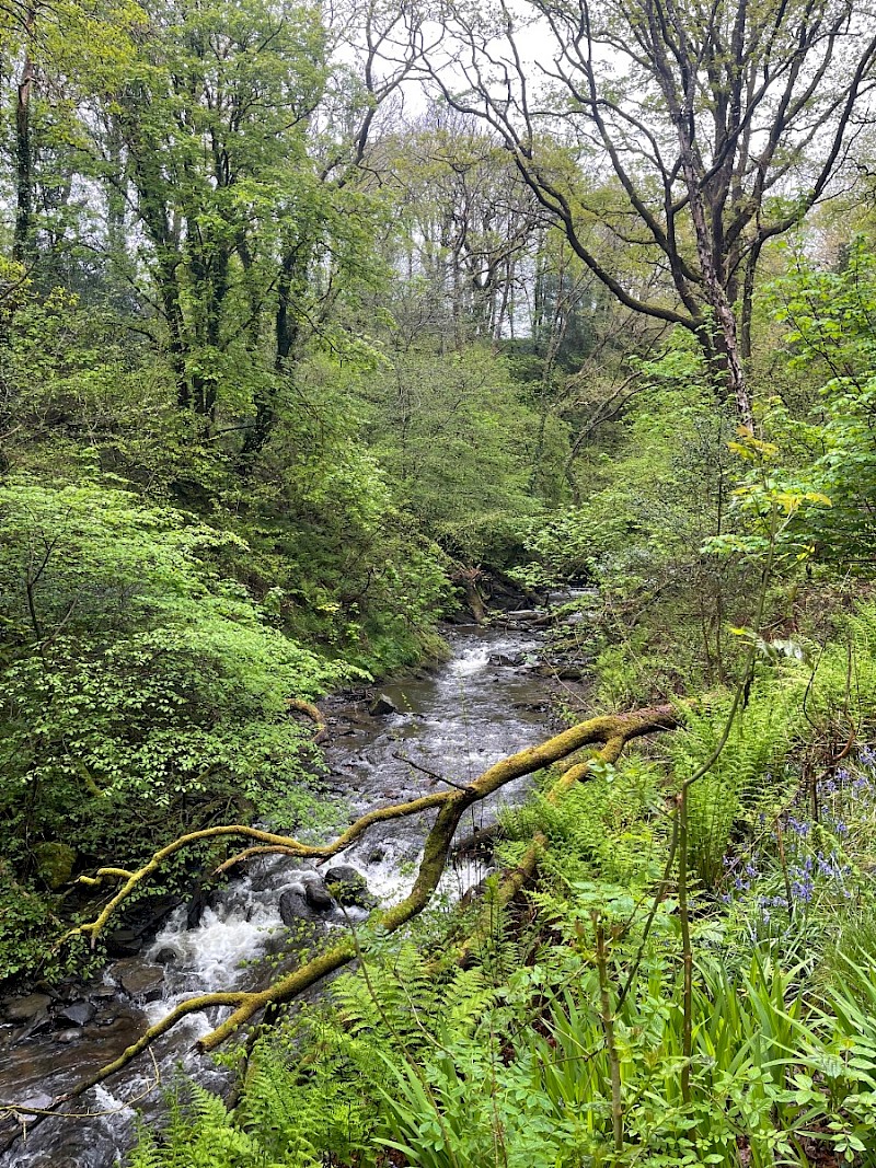 Semi-natural Deciduous Woodland - © Charles Hipkin