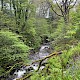 Semi-natural Deciduous Woodland