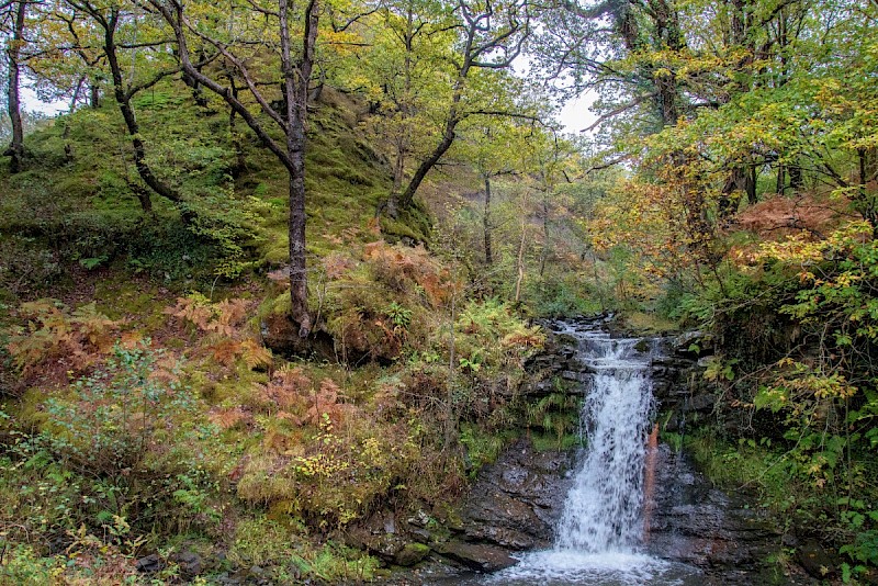 Semi-natural Deciduous Woodland - © Charles Hipkin