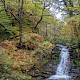 Semi-natural Deciduous Woodland