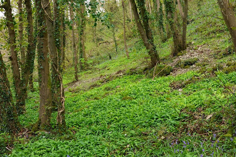 Semi-natural Deciduous Woodland - © Charles Hipkin