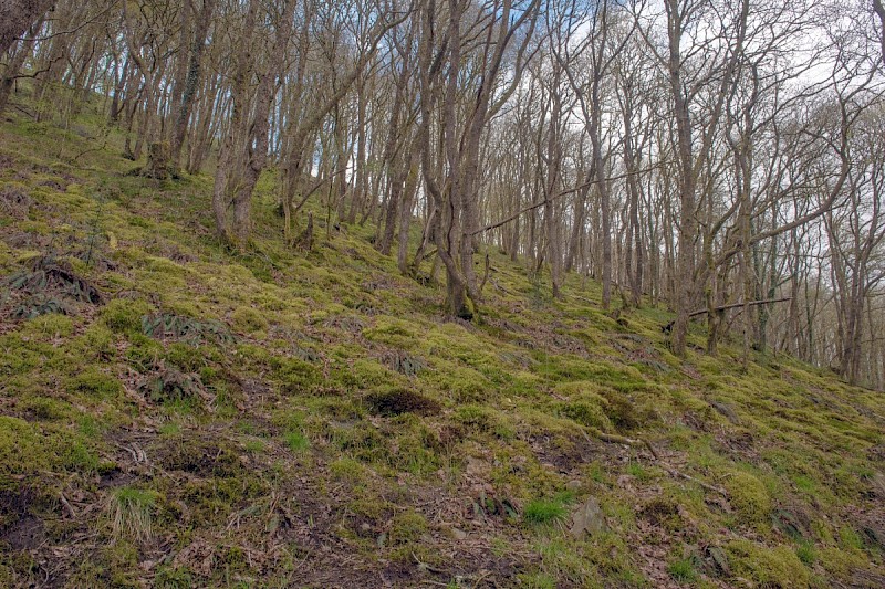 Semi-natural Deciduous Woodland - © Charles Hipkin