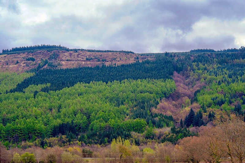 Plantation - © Charles Hipkin