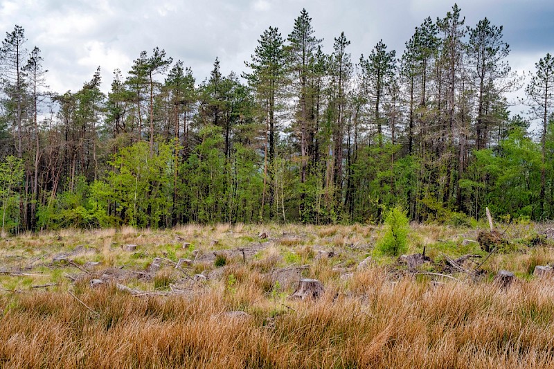 Plantation - © Charles Hipkin