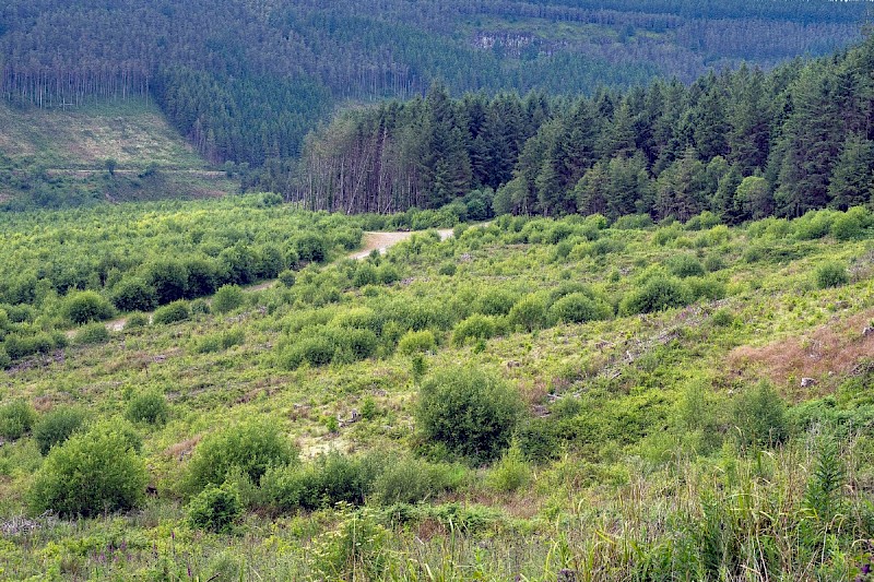 Plantation - © Charles Hipkin