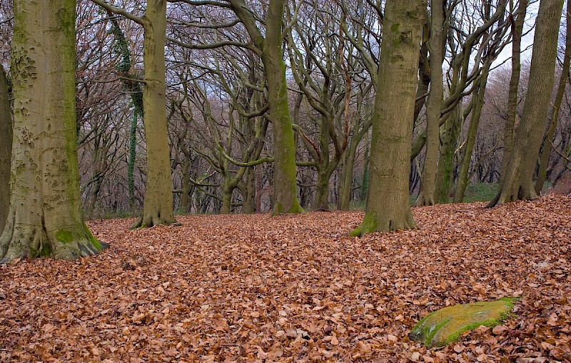 Plantation - © Charles Hipkin