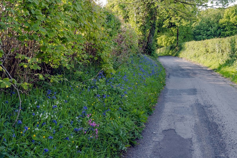 Hedgerow - © Charles Hipkin