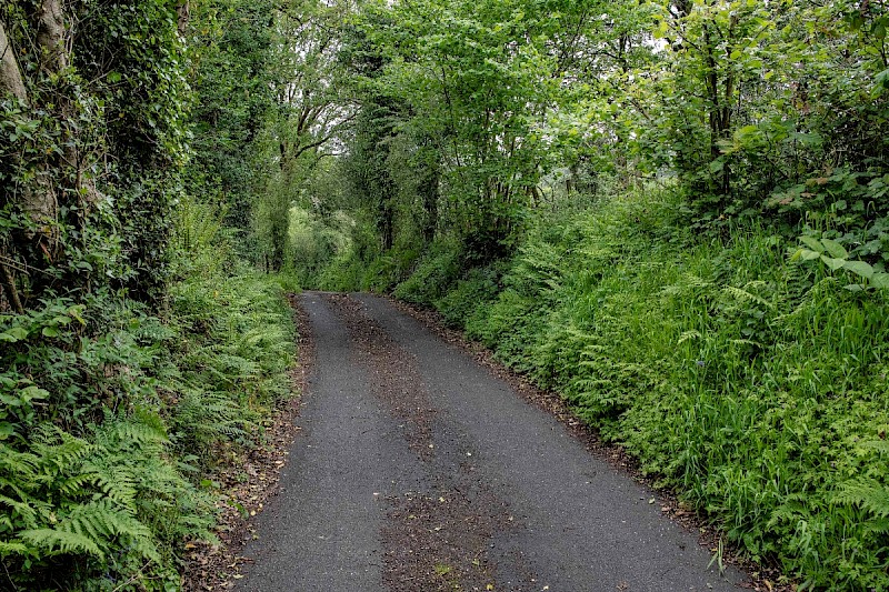 Hedgerow - © Charles Hipkin