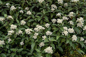 New Zealand Holly: Olearia macrodonta