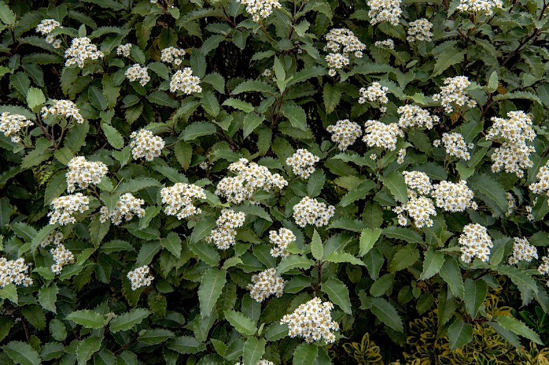 Olearia macrodonta - © Charles Hipkin