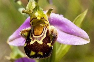 Bee Orchid: Ophrys apifera