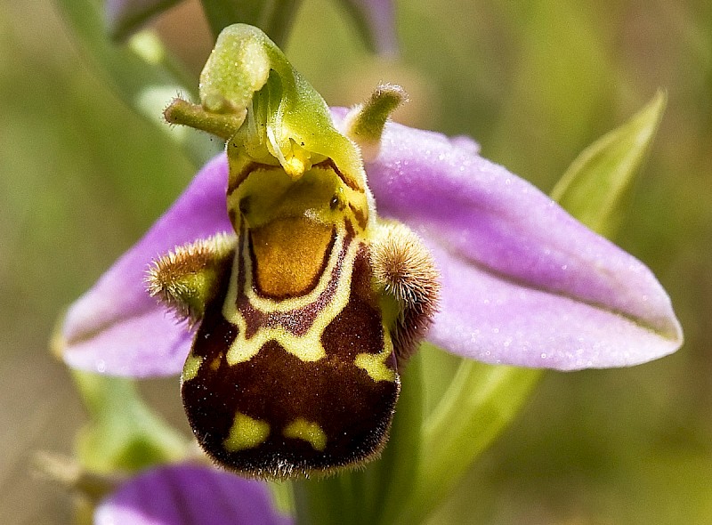 Ophrys apifera - © Charles Hipkin