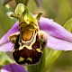 Ophrys apifera