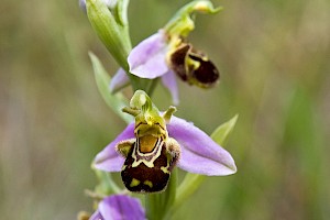 Ophrys apifera Bee Orchid