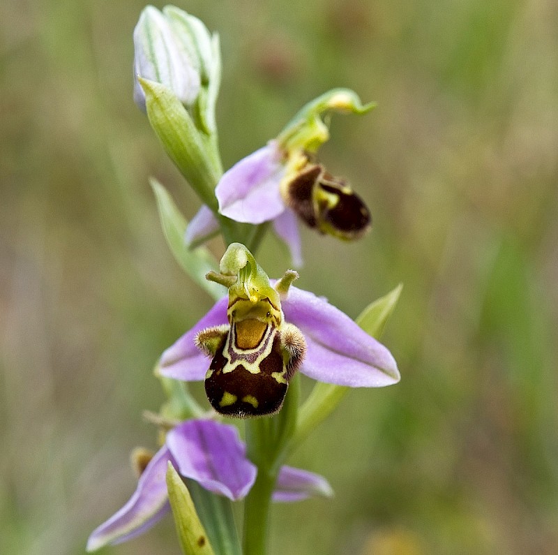 Ophrys apifera - © Charles Hipkin