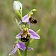 Ophrys apifera