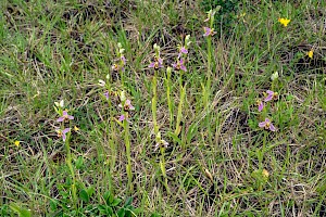 Bee Orchid: Ophrys apifera