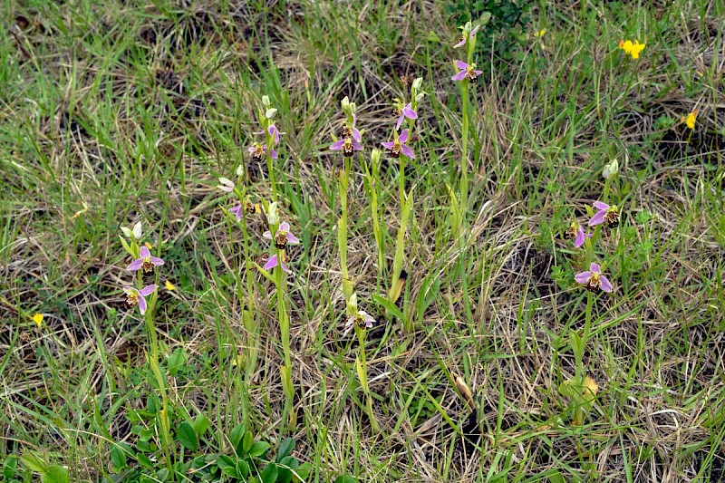 Ophrys apifera - © Charles Hipkin