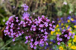 Verbena bonariensis Argentinian Vervain