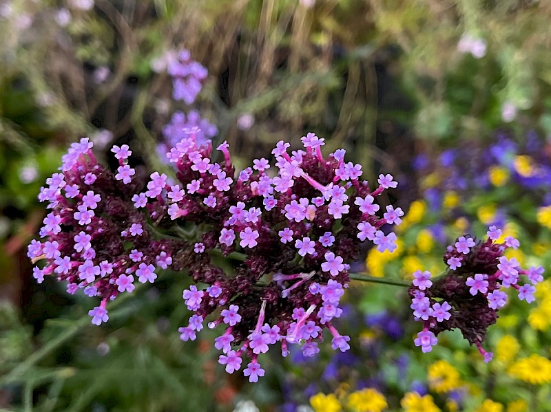 Verbena bonariensis - © Charles Hipkin