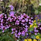 Verbena bonariensis