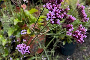 Argentinian Vervain: Verbena bonariensis