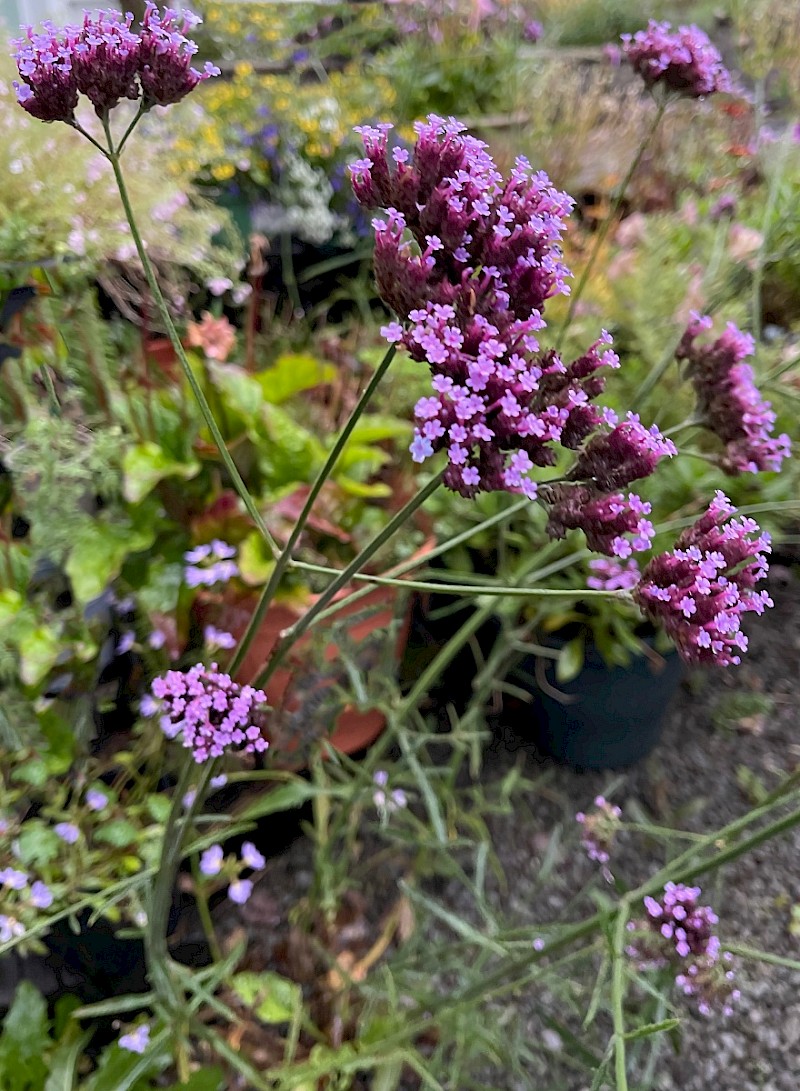 Verbena bonariensis - © Charles Hipkin