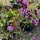 Verbena bonariensis