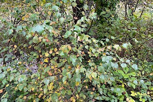 Betula pubescens Downy Birch