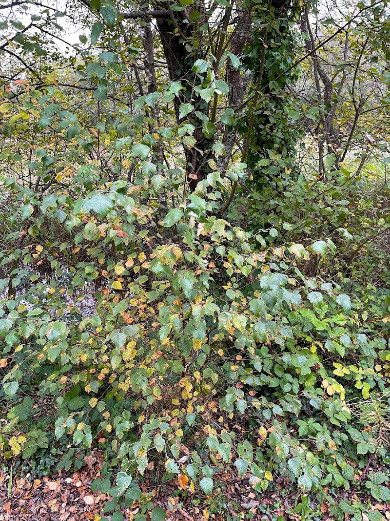 Betula pubescens - © Charles Hipkin