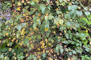 Downy Birch: Betula pubescens