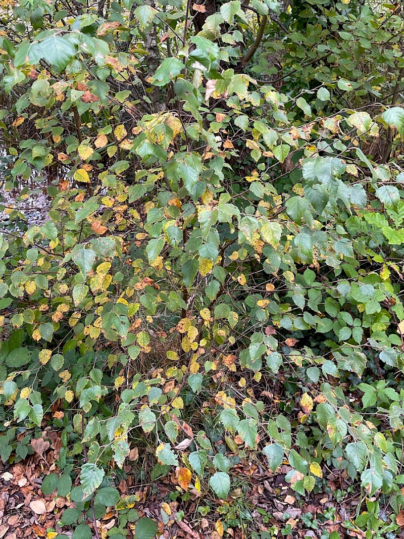 Betula pubescens - © Charles Hipkin