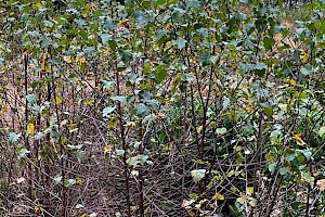 Downy Birch: Betula pubescens