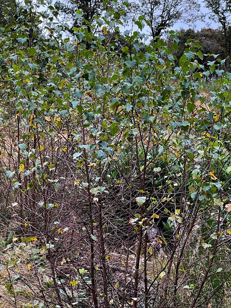 Betula pubescens - © Charles Hipkin