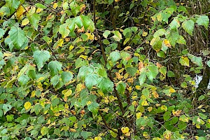 Downy Birch: Betula pubescens