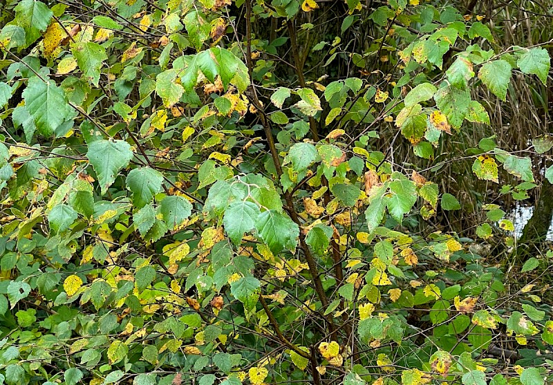 Betula pubescens - © Charles Hipkin