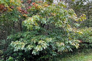 Red Oak: Quercus rubra