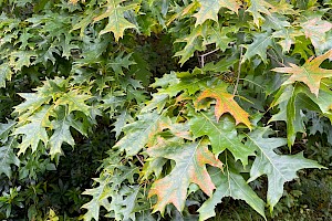 Quercus rubra Red Oak