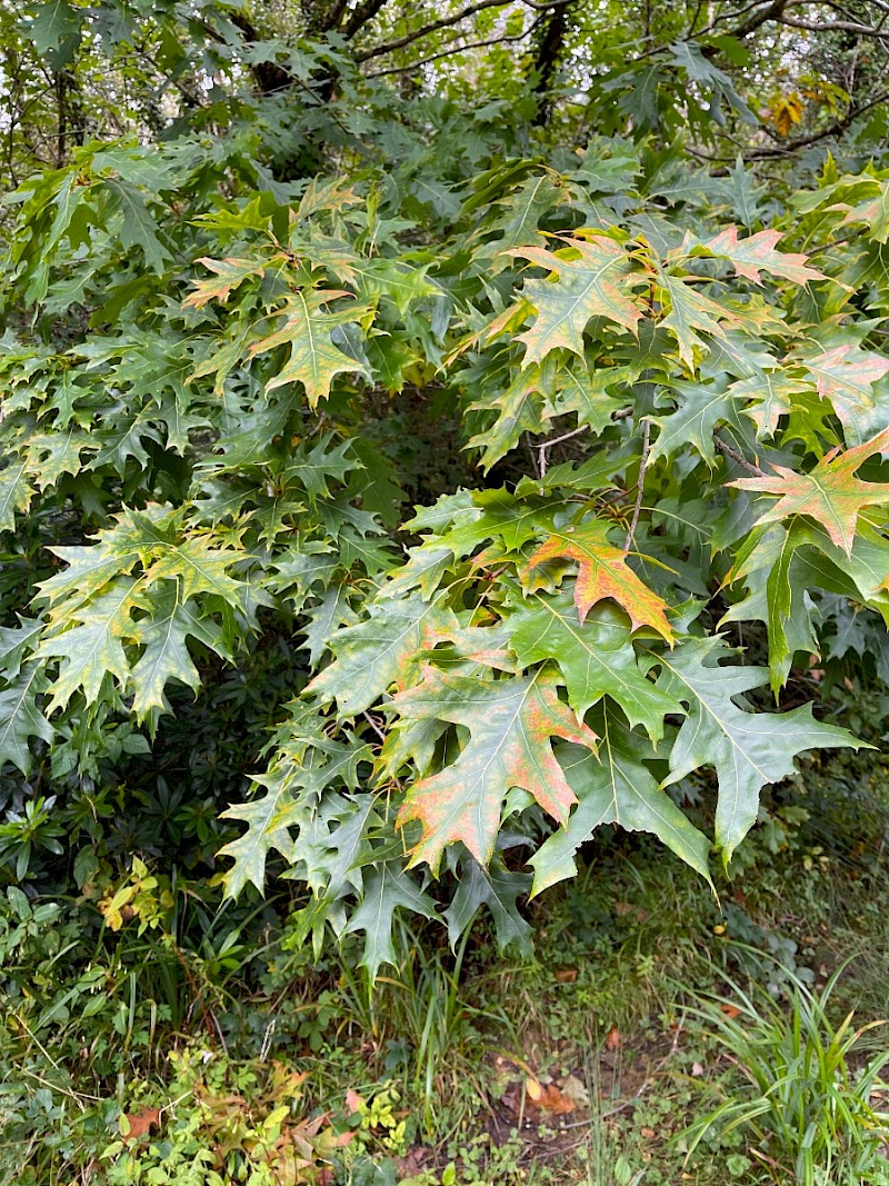 Quercus rubra - © Charles Hipkin