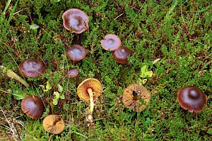 Cinnamon Webcap: Cortinarius cinnamomeus