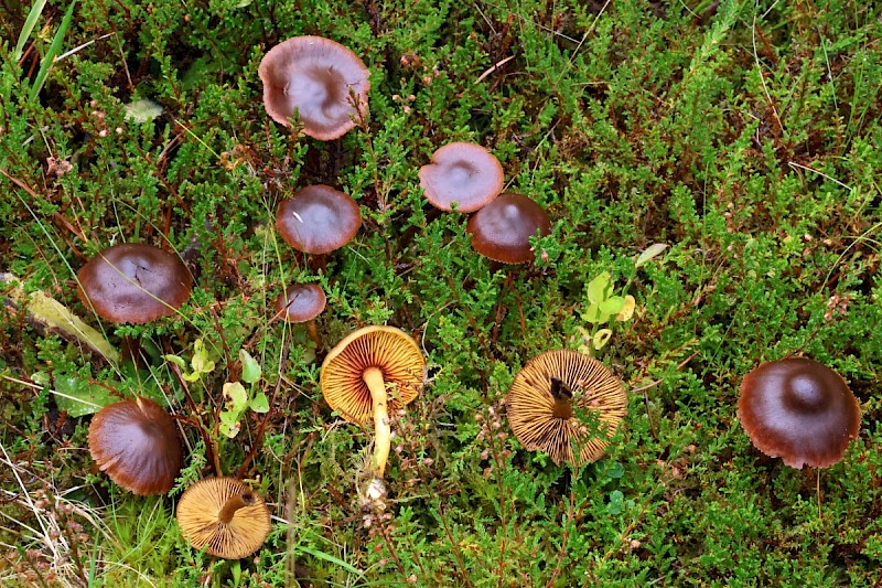 Cortinarius cinnamomeus - © Charles Hipkin