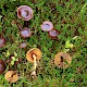 Cortinarius cinnamomeus