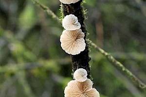 Crepidotus cesatii Roundspored Oysterling