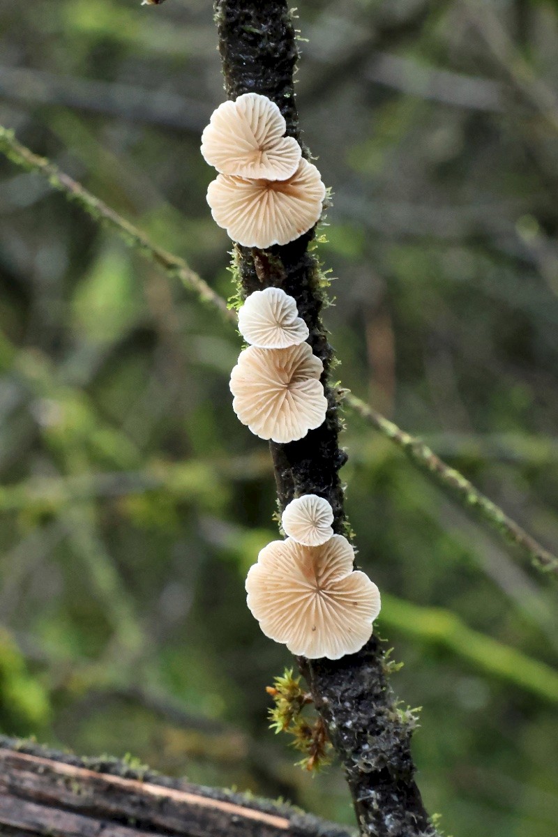 Crepidotus cesatii - © Charles Hipkin