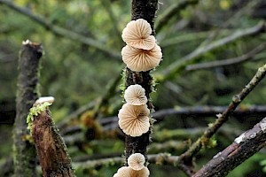 Roundspored Oysterling: Crepidotus cesatii