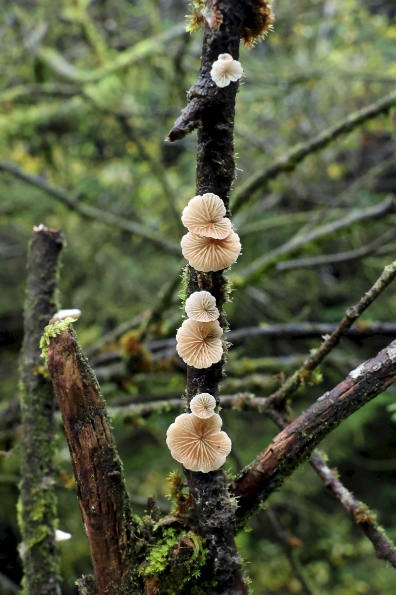 Crepidotus cesatii - © Charles Hipkin