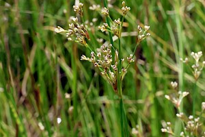 Blunt-flowered Rush: Juncus subnodulosus