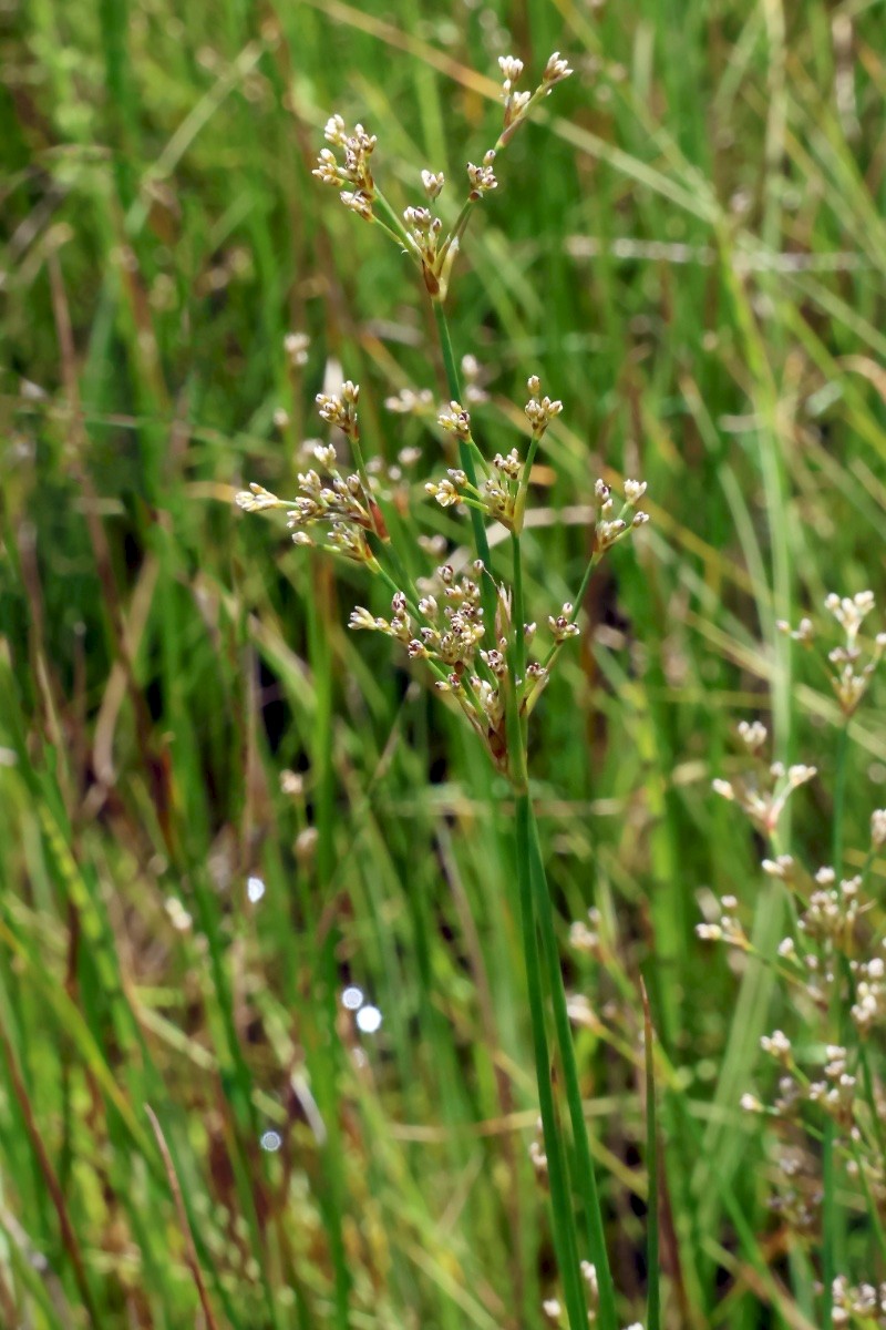 Juncus subnodulosus - © Charles Hipkin