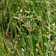 Juncus subnodulosus